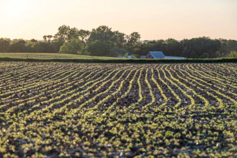 The Global Economic Impact of U.S. Soybean Production